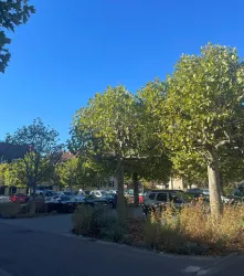 Ein sonniger Tag in einer ruhigen Umgebung mit grünen Bäumen. Im Hintergrund sind parkende Autos zu sehen.