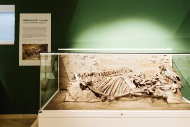 Ein Skeletthaus eines Tieres in einer Glasvitrine. Der Hintergrund ist grün und es gibt eine Informationstafel daneben.