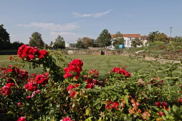 Ein schöner Garten mit leuchtend roten Rosen. Im Hintergrund sind Bäume und ein Gebäude zu sehen.