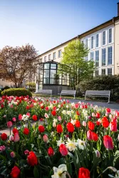 Ein schöner Garten mit bunten Tulpen in Rot, Weiß und Pink. Im Hintergrund sind Bänke und ein modernes Gebäude zu sehen.