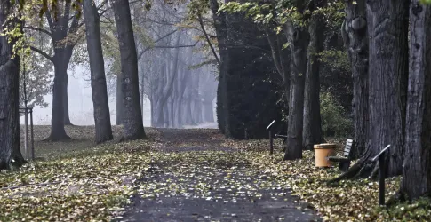 Ein ruhiger Weg in einem nebligen Park, umgeben von hohen Bäumen. Auf dem Boden liegen viele bunte Blätter und eine Bank steht bereit.