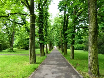 Ein gemütlicher Weg, umgeben von hohen Bäumen und grünem Gras. Die Umgebung strahlt Ruhe und Natürlichkeit aus.