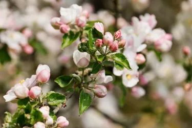 Ein blühender Apfelbaum mit zarten rosa und weißen Blüten. Die frischen Blätter verleihen dem Bild eine schöne grüne Note.