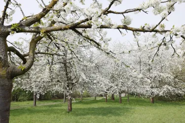 Ein blühender Obstgarten mit weißen Blüten und grünem Gras. Die Bäume sind voller Blüten und schaffen eine schöne Frühlingsatmosphäre.