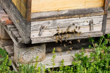 Ein Bienenstock steht auf Holzgestellen. Bienen fliegen ein und aus und umgeben den Stock.