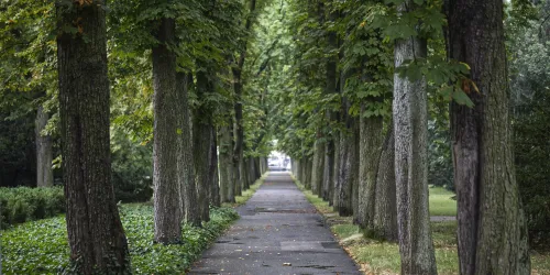 Ein ruhiger Weg, umgeben von hohen Bäumen. Der Pfad führt in die Ferne und lädt zum Spazieren ein.