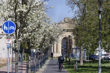 Eine breite Straße mit blühenden Bäumen auf beiden Seiten. Im Hintergrund ist ein historisches Tor sichtbar.