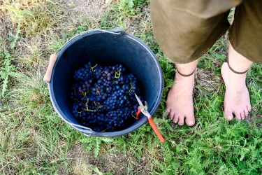 Traubenbottich