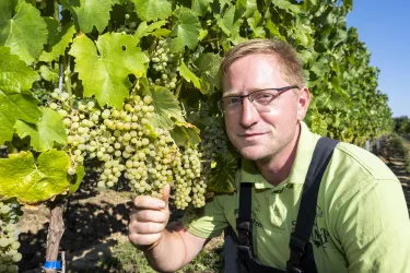 Winzer im Wingert (© Weingut Schmidt)