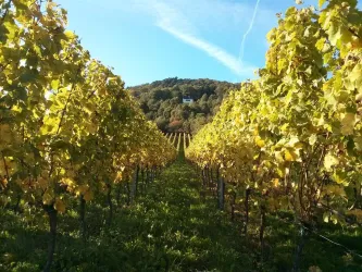 Weinreben (© Ferienwohnungen Am Pfaffensee)