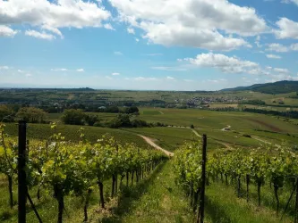 Weinreben (© Ferienwohnungen Am Pfaffensee)