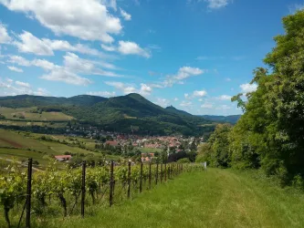 Weinreben (© Ferienwohnungen Am Pfaffensee)