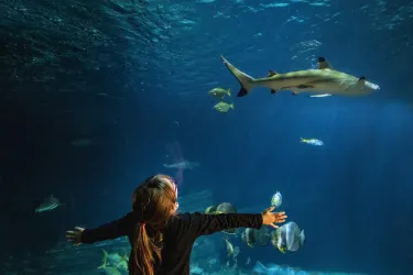 Eintauchen in die Unterwasserwelt im Sea Life (© Sea Life Deutschland)