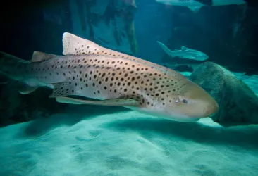 Zebrahai Franz- neu im Sea Life Speyer ab Feb. 24 (© Sea Life Deutschland)