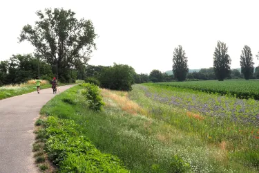 Weg zum Binsfeld