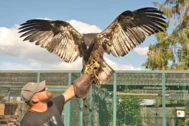 Ein Mann hält einen großen Vogel mit ausgebreiteten Flügeln. Im Hintergrund sind Bäume und ein Käfig sichtbar.
