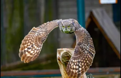 Eine eindrucksvolle Eule mit ausgebreiteten Flügeln sitzt auf einem Baumstumpf. Ihr intensiver Blick und das gefleckte Gefieder sind deutlich zu erkennen.