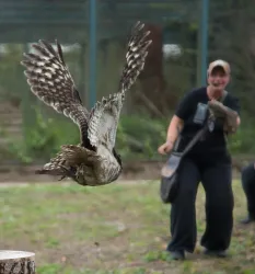 Ein majestätischer Vogel im Flug, der seine Flügel ausbreitet. Im Hintergrund ist eine Person zu sehen, die den Vogel anlockt.