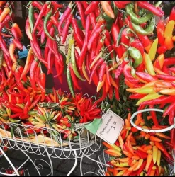 Eine bunte Auswahl an Chilis in verschiedenen Farben hängt an einem Stand. Die frischen, scharfen Früchte sind ein Highlight auf dem Markt.