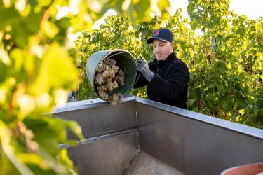 Person im Weinberg kippt Eimer mit Trauben in Anhänger