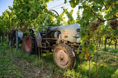 Ein Traktor steht im Weinberg hinter Weinreben