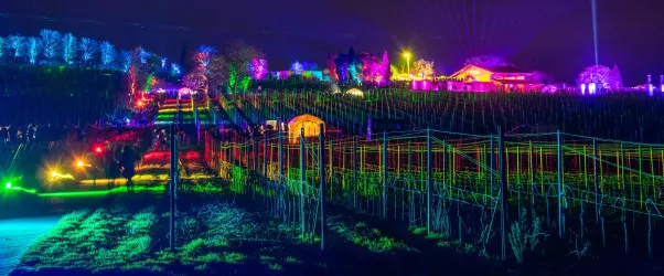 Ein bunt beleuchteter Weinberg bei Dunkelheit