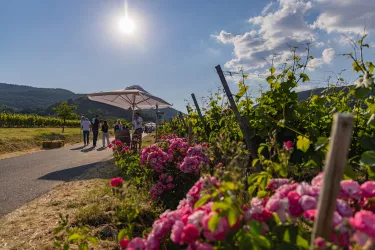 Strahlender Sonnenschein über einem Weinberg, im Hintergrund sind Menschen unter einem Sonnenschirm zu sehen