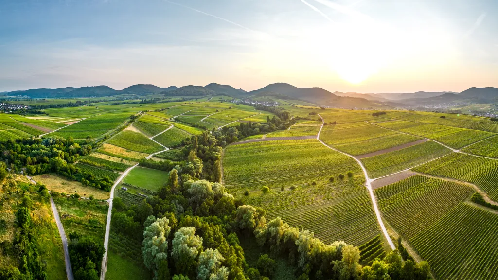 Blick über die Weinberge Richtung Pfälzerwald