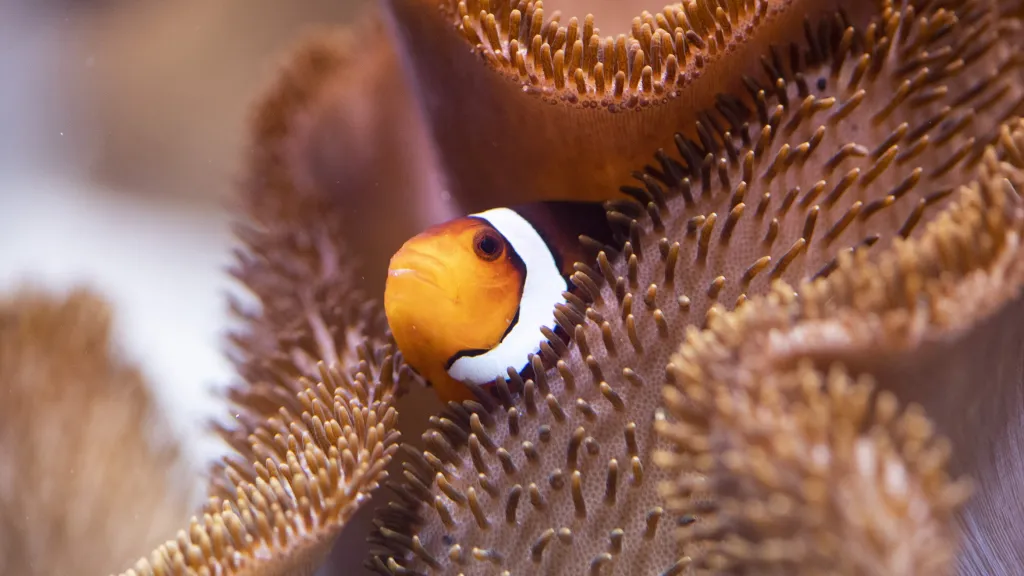 Clownfisch in Seeanemone