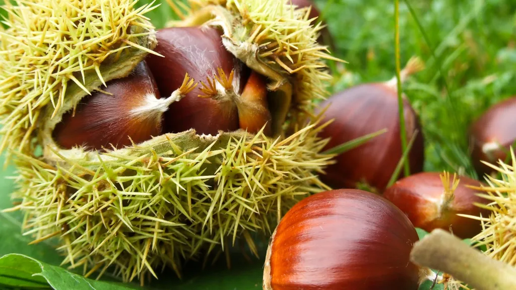 "Keschde" ist die Pfälzer Bezeichnung für Esskastanien.