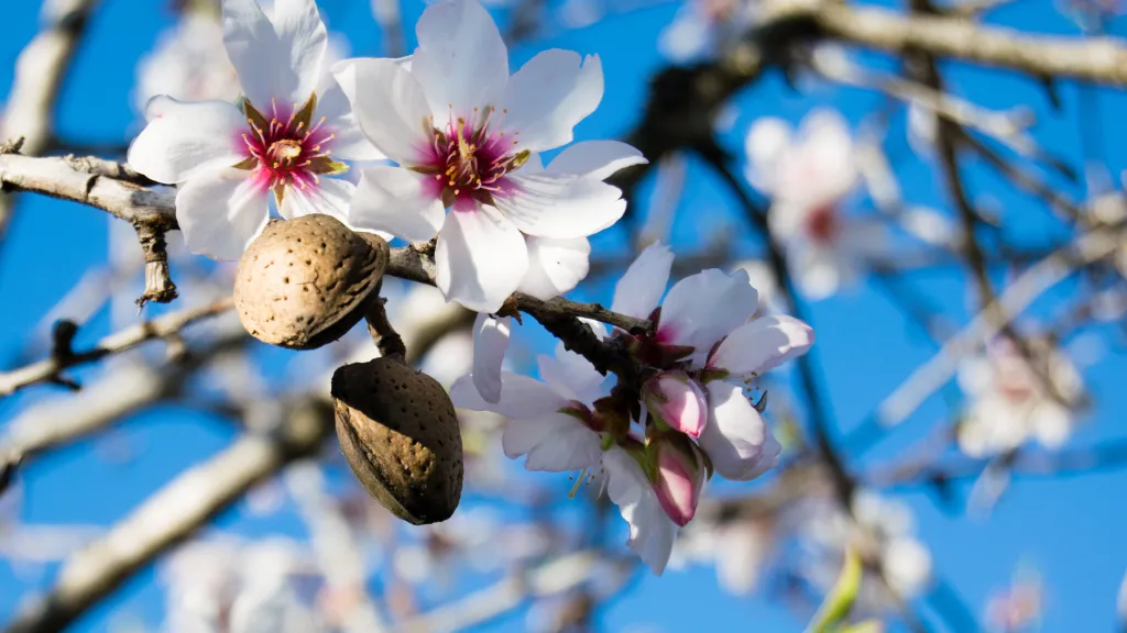 weiße Blüte der Süßmandel mit Frucht