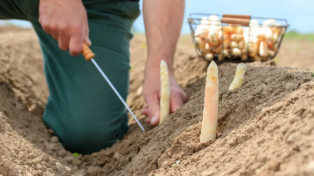 Mensch kniet im Feld und sticht Spargel