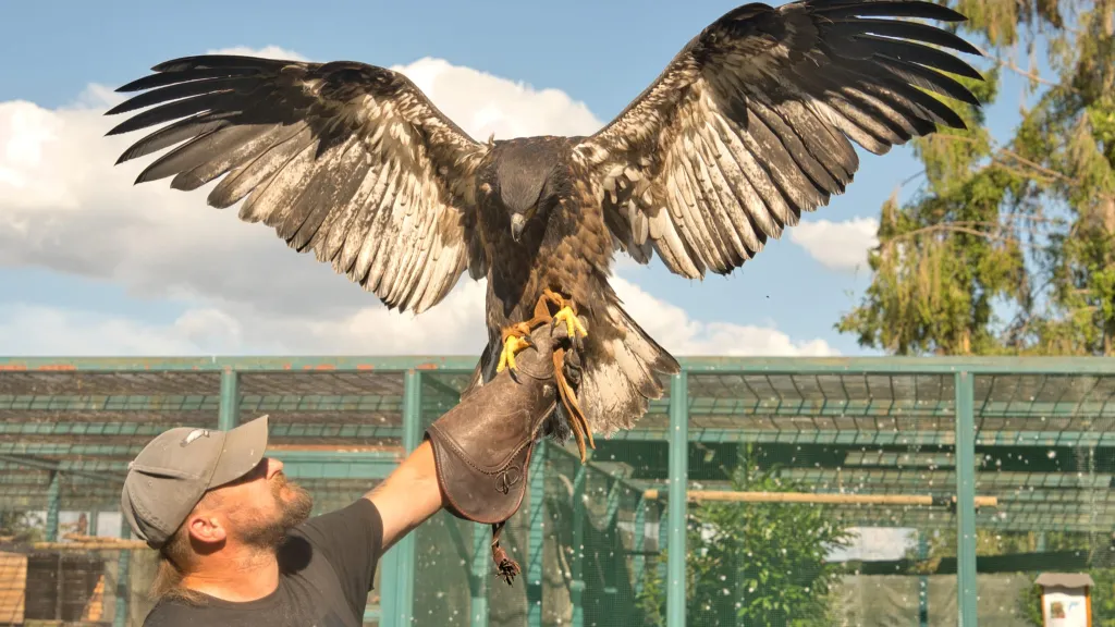Falkner hält Greifvogel