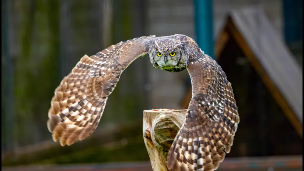 Greifvogel im Flug