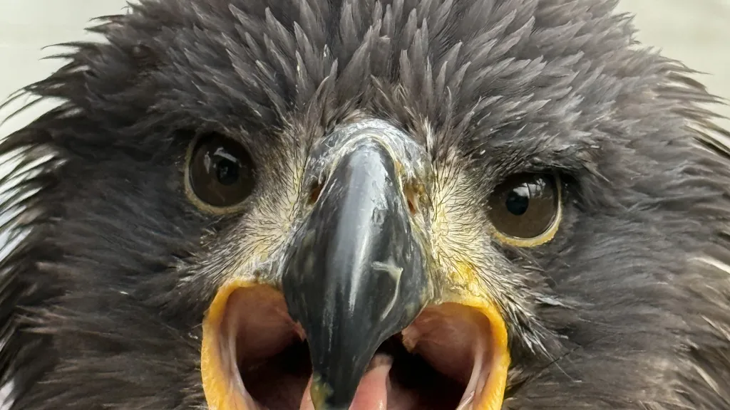Greifvogel