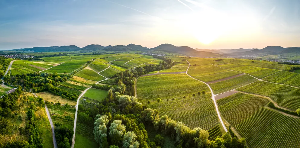 Blick über die Weinberge Richtung Pfälzerwald
