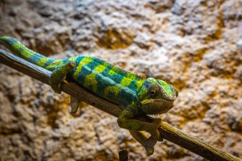 Chamäleon im Reptilium Landau