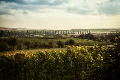 Weinlandschaft Rheinhessens