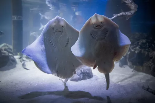 Rochenpaar im SEA LIFE Speyer