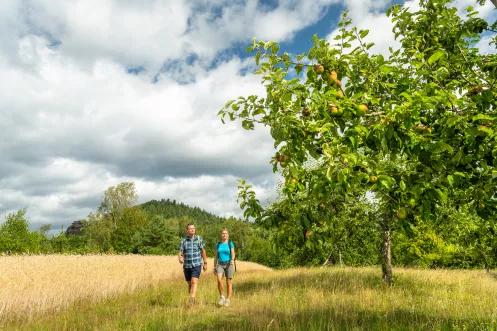 Wandern über eine Streuobstwiese bei Spirkelbach
