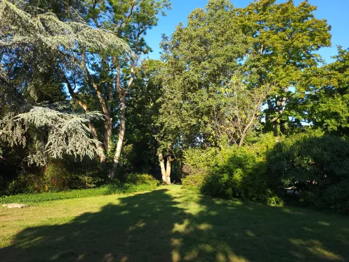 Grünfläche mit altem Baumbestand im Adenauerpark