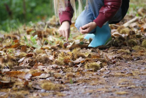 Esskastanienzeit im Pfälzerwald - sammeln erlaubt