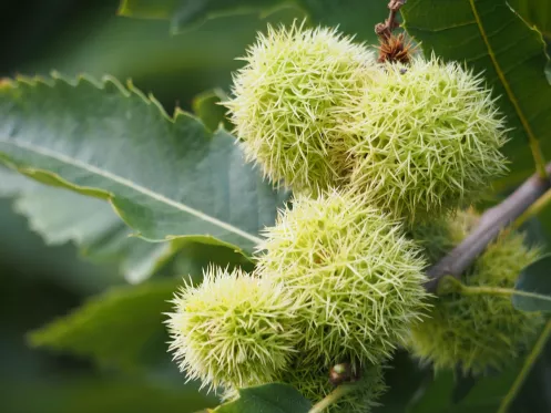 Esskastanie am Baum