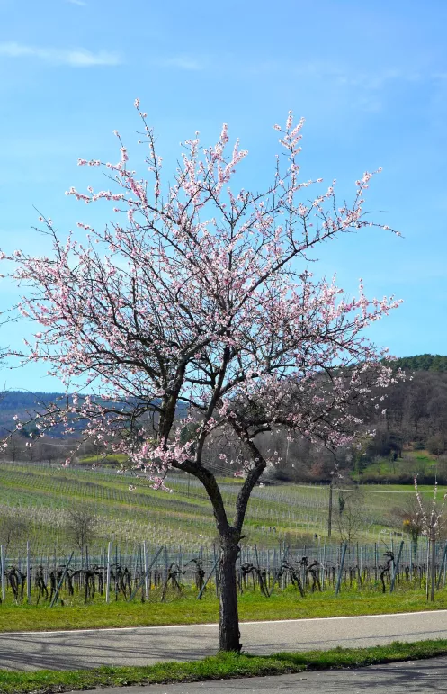 Mandelbaum in voller Blüte