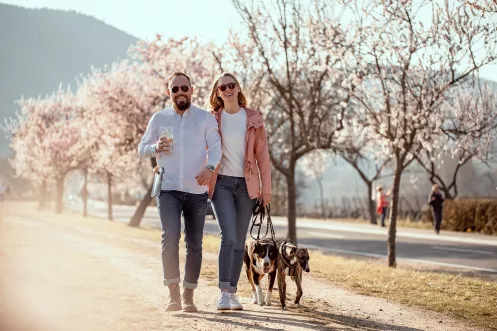 Zwei Personen laufen mit zwei Hunden an der Leine entlang von Mandelbäumen auf die Kamera zu