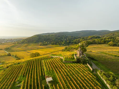 Weinberge aus der Vogelperspektive