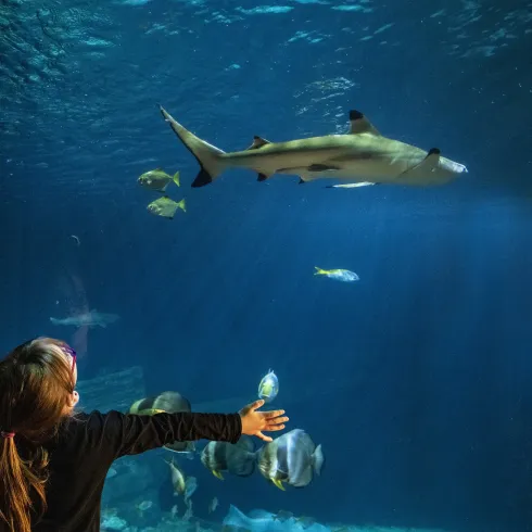 Meerwasseraquarium im SeaLife Speyer 
