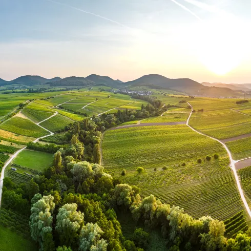 Blick über die Weinberge Richtung Pfälzerwald