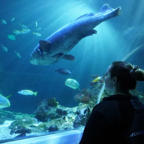 Frau steht in einem Tunnelbecken über ihr schwimmen Fische