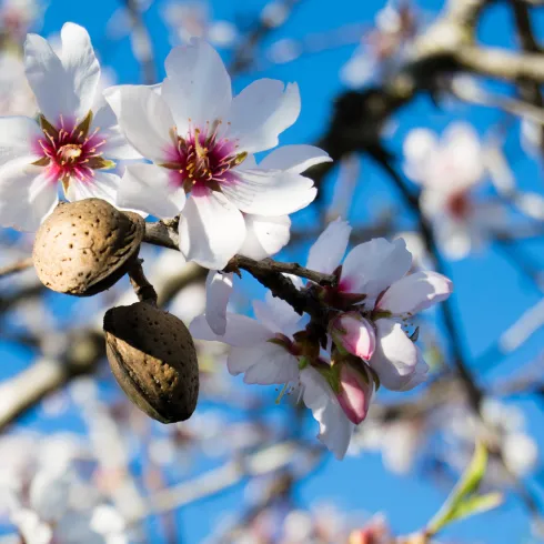 weiße Blüte der Süßmandel mit Frucht